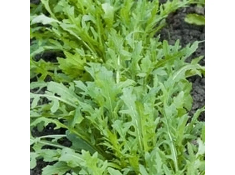 insalata-26