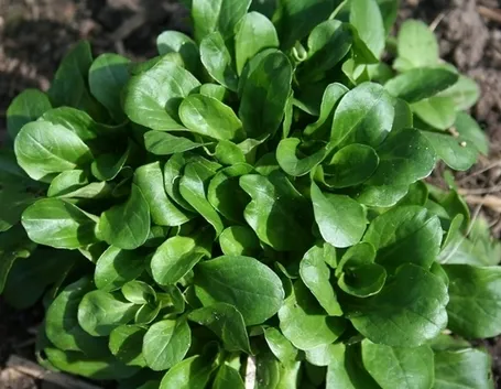 insalata-29
