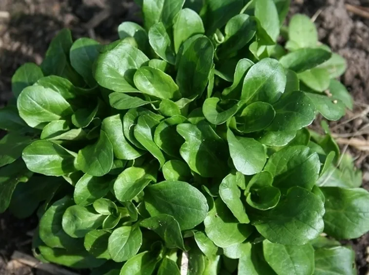 insalata-29