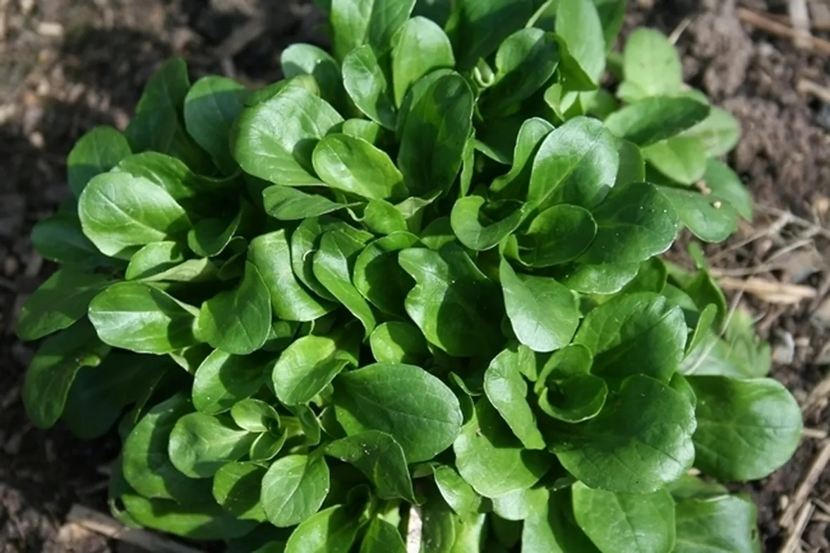 insalata-29