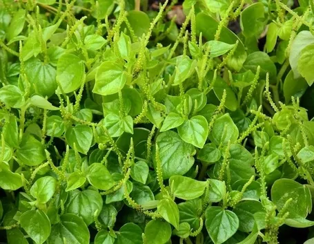 insalata-5