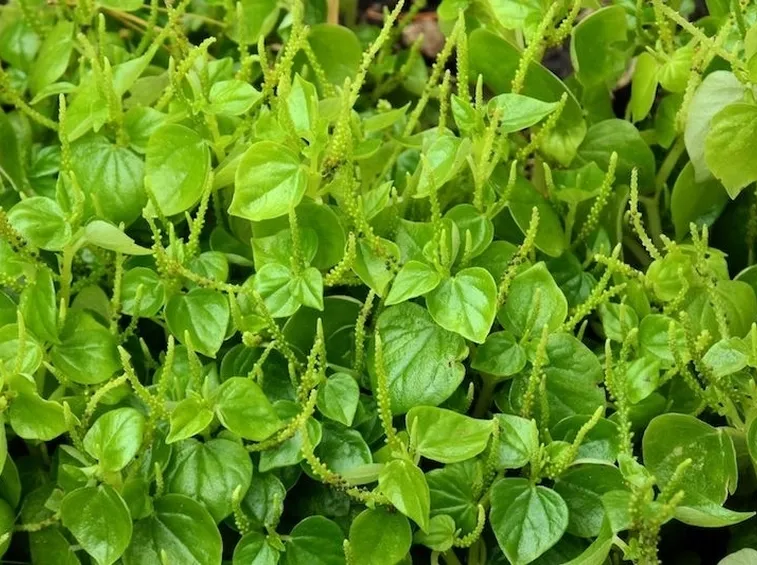 insalata-5