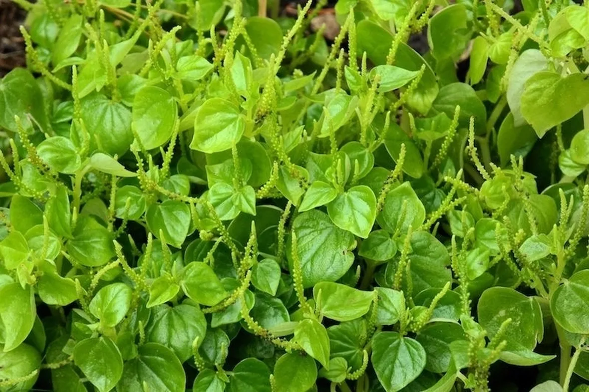 insalata-5