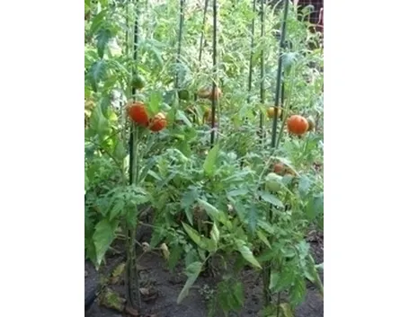 La pianta del pomodoro: caratteristiche