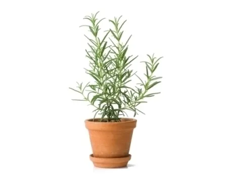 Le proprietà dell'olio essenziale di rosmarino