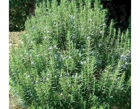 L'olio essenziale di rosmarino per la bellezza ed il benessere