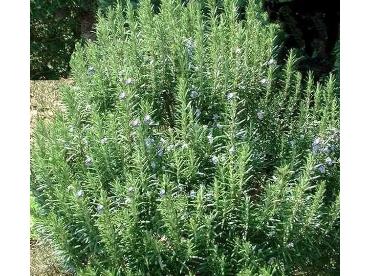 L'olio essenziale di rosmarino per la bellezza ed il benessere