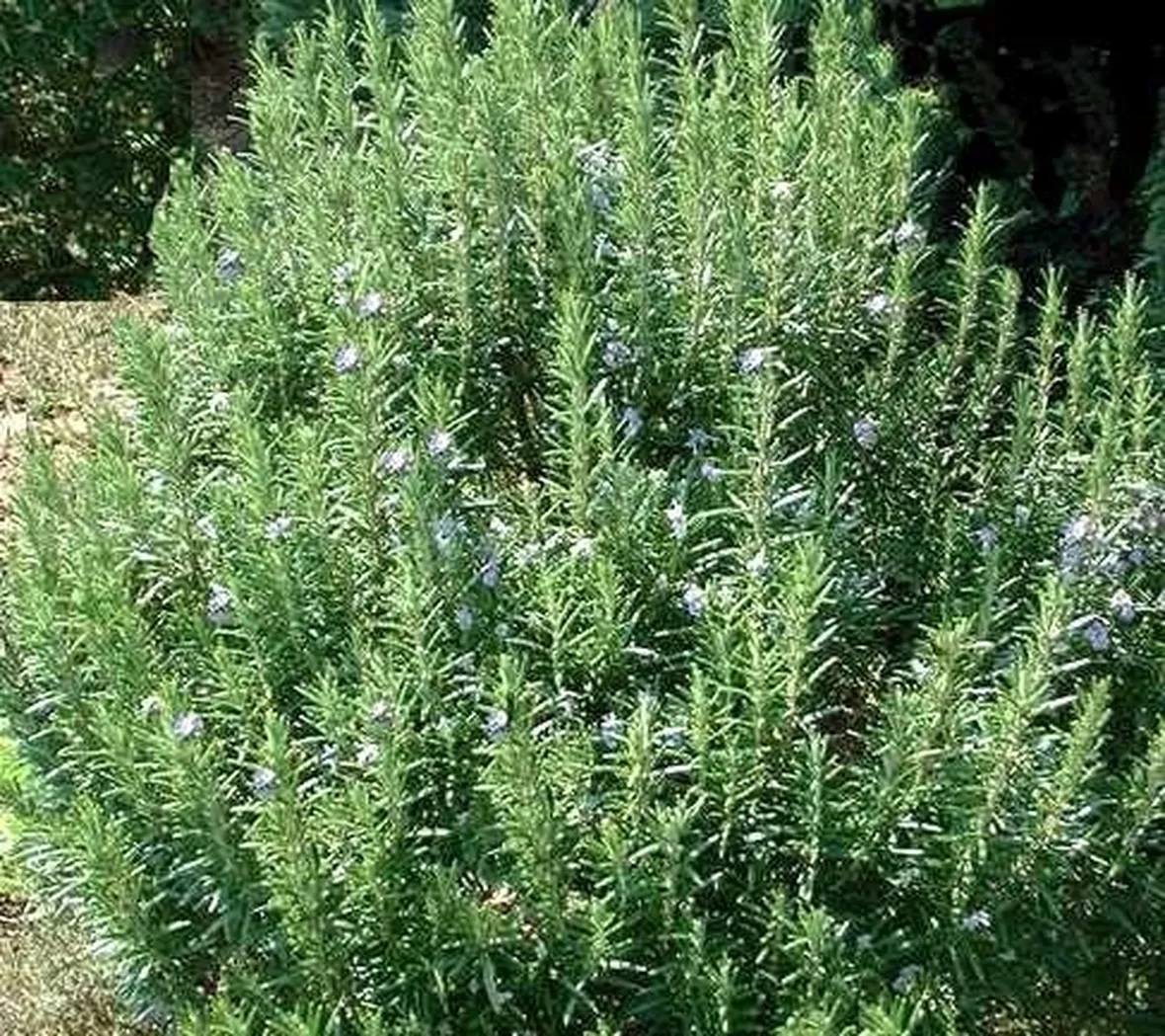 L'olio essenziale di rosmarino per la bellezza ed il benessere