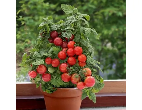 Malattie del pomodoro