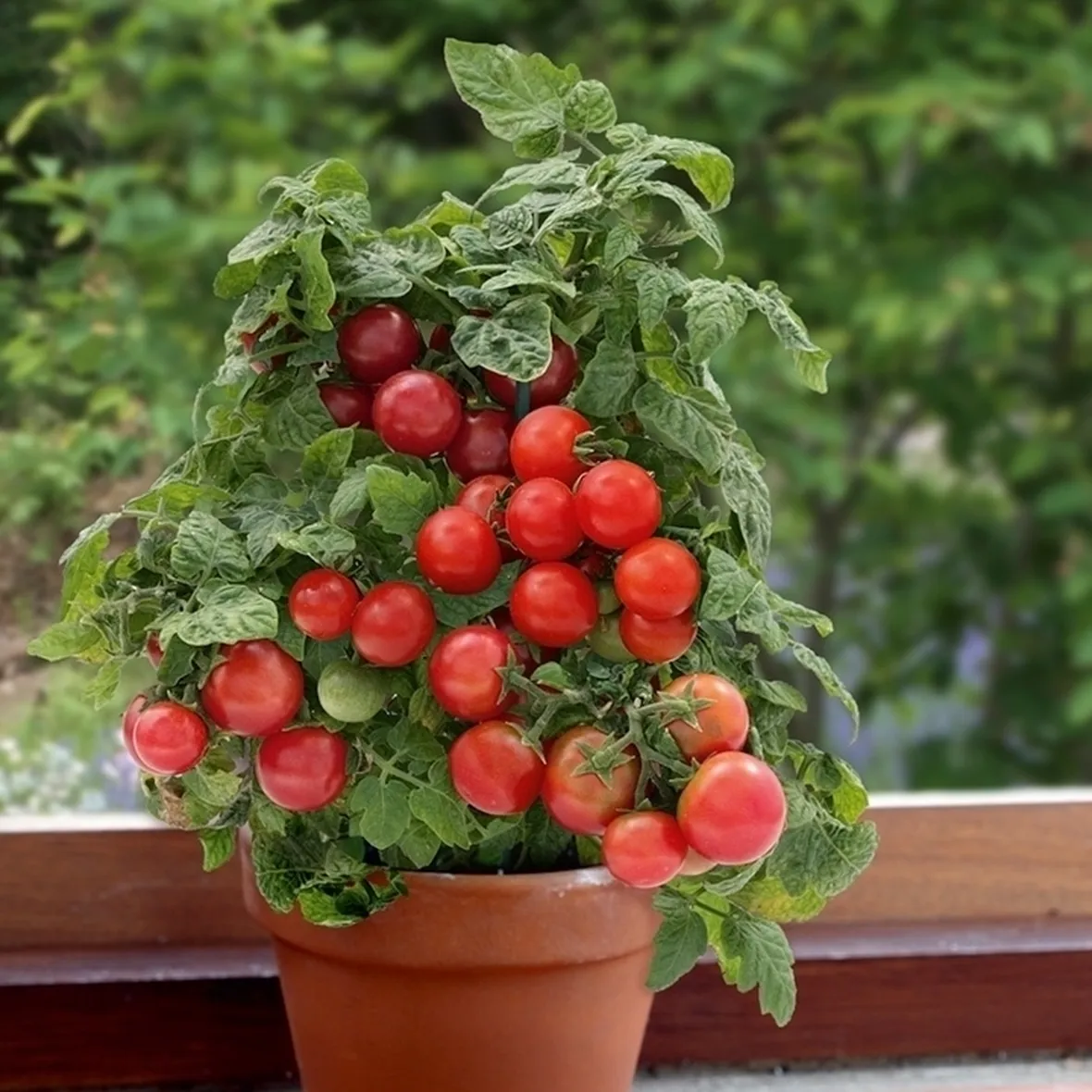 Malattie del pomodoro