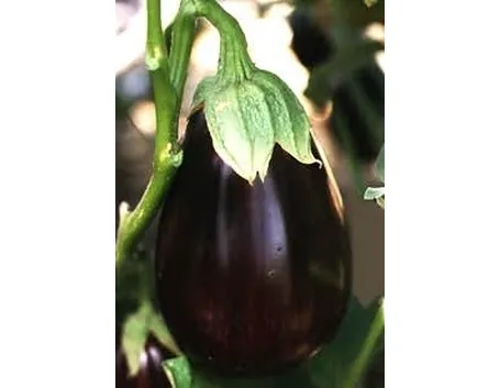 Melanzana-15