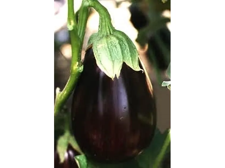 Melanzana-15