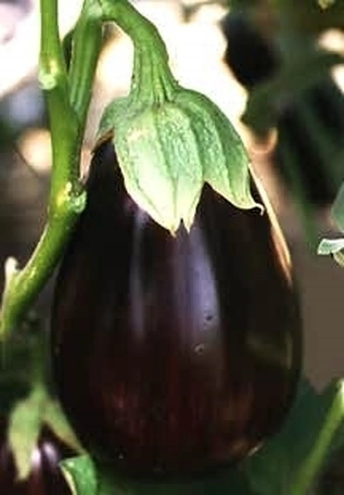 Melanzana-15