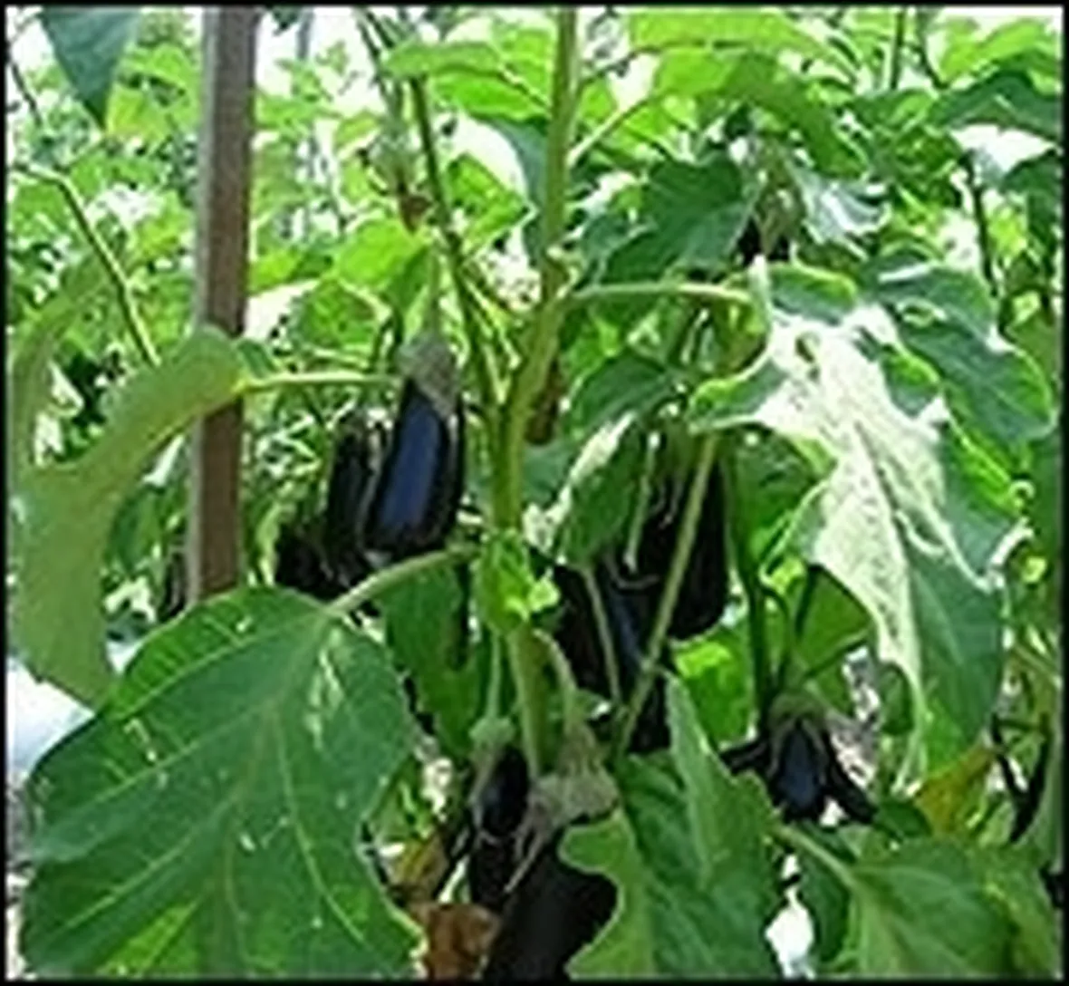 Melanzana-16