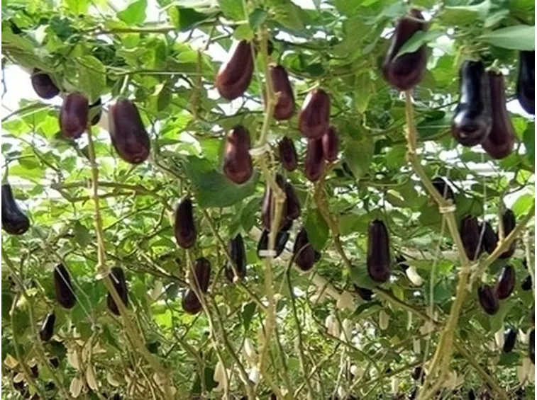 Melanzana-29