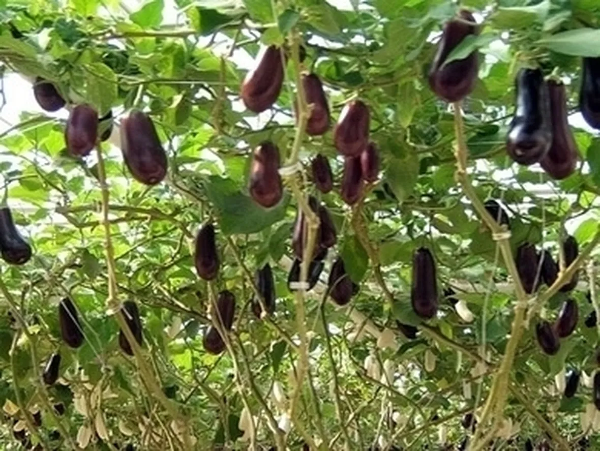 Melanzana-29