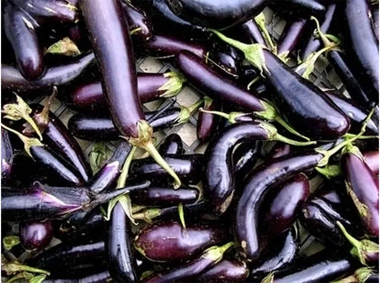 Melanzana