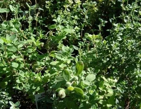 Piante aromatiche: timo