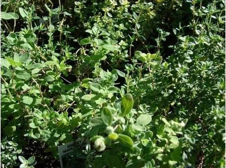 Piante aromatiche: timo