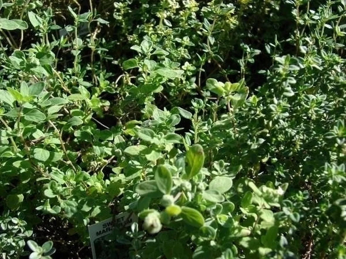 Piante aromatiche: timo