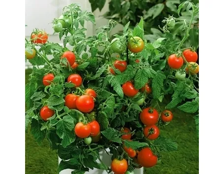 Piantine di pomodoro in vaso
