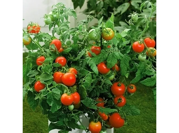 Piantine di pomodoro in vaso