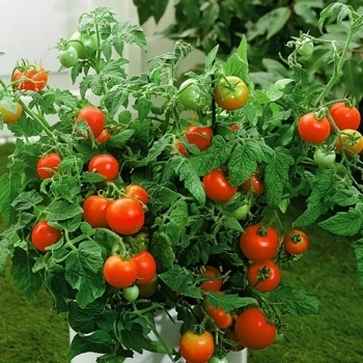 Piantine di pomodoro in vaso