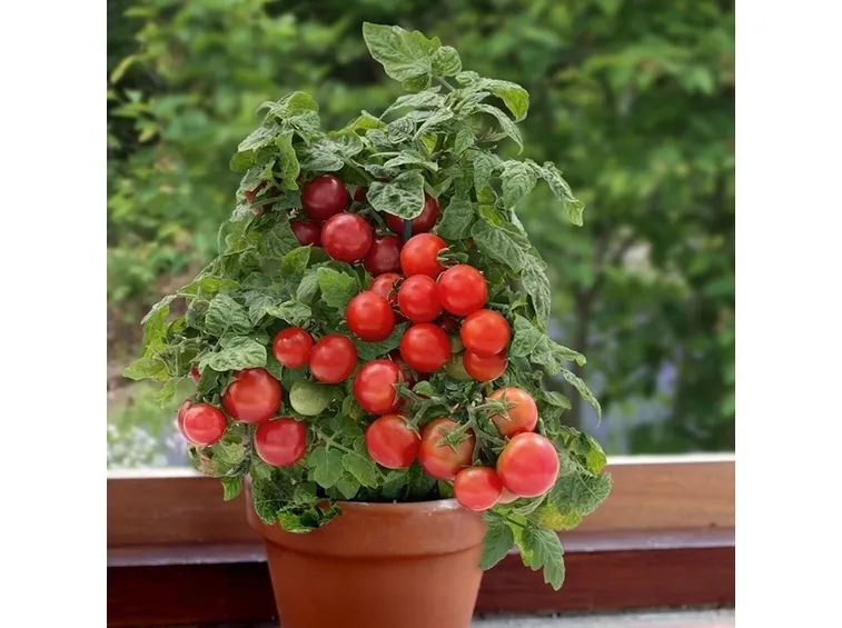 Pomodoro-20