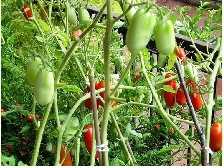 Pomodoro-22