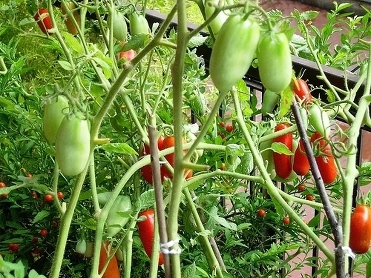 Pomodoro-22