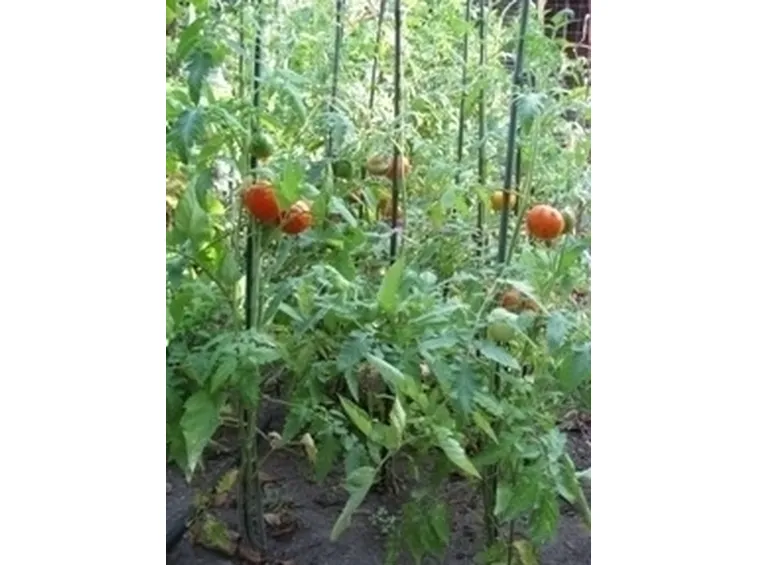 Pomodoro-23