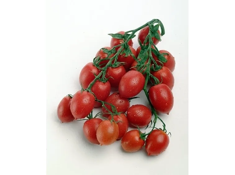 Pomodoro giallo