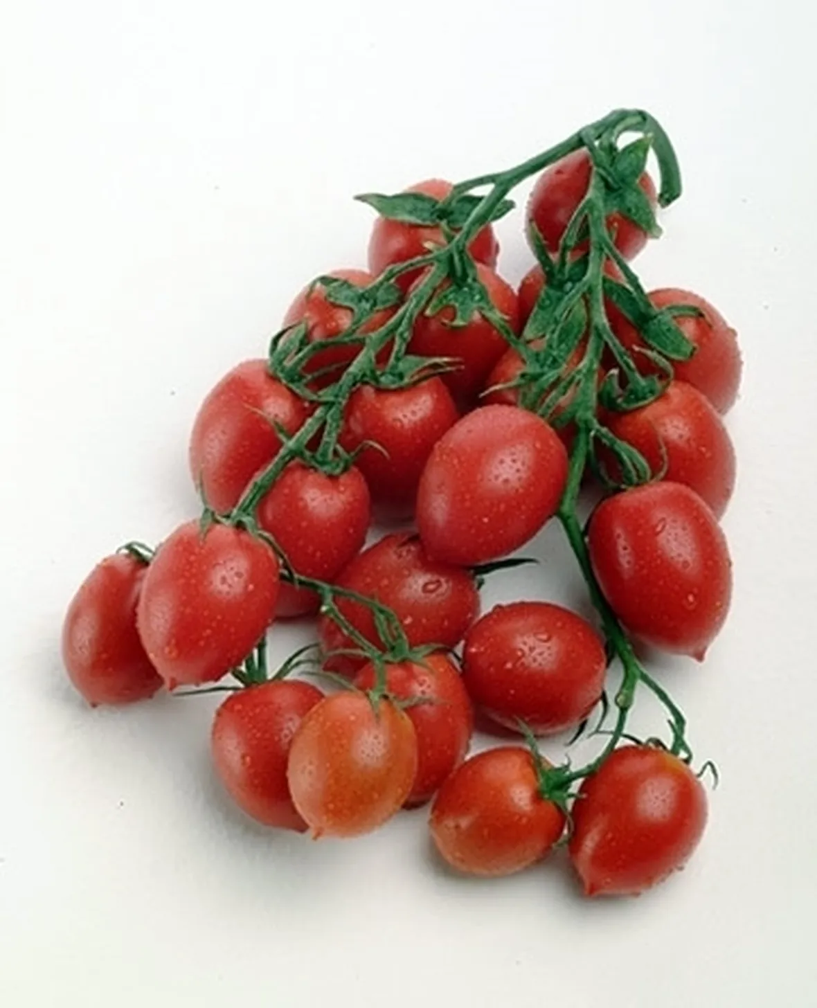 Pomodoro giallo