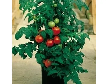 Pomodoro Green Zebra