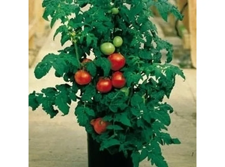 Pomodoro Green Zebra