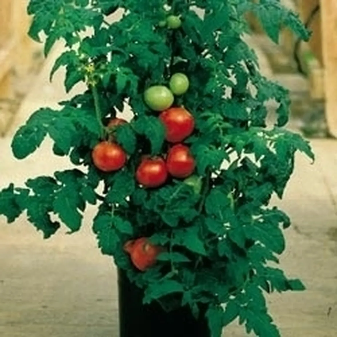 Pomodoro Green Zebra