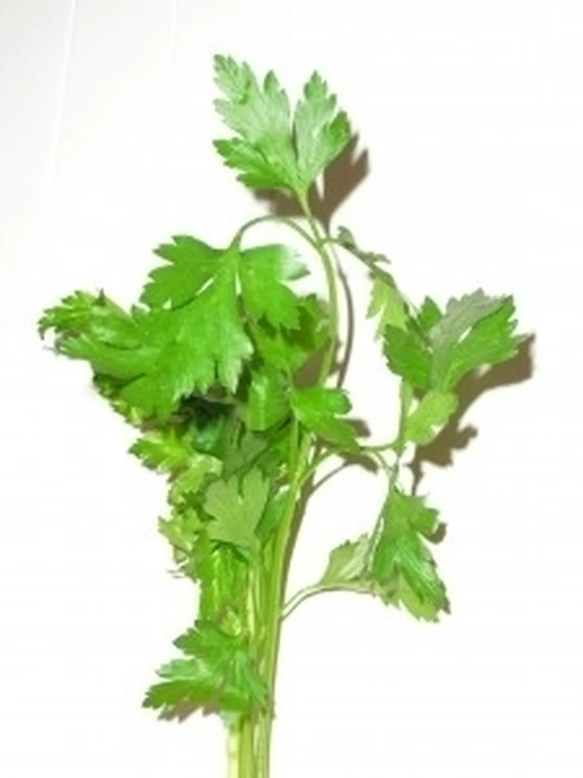 prezzemolo-18