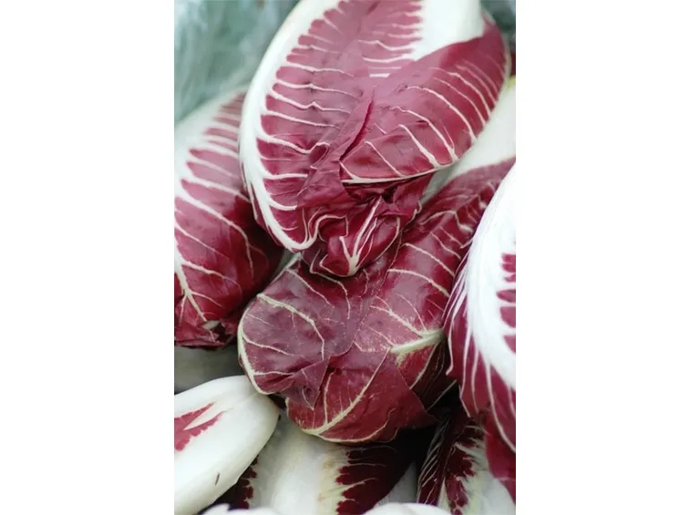 Produzione del radicchio