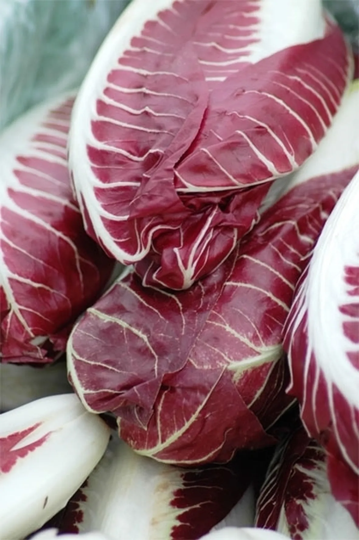 Produzione del radicchio