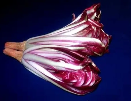 Radicchio-10