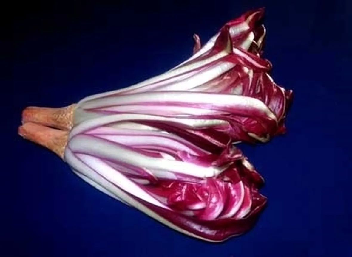 Radicchio-10