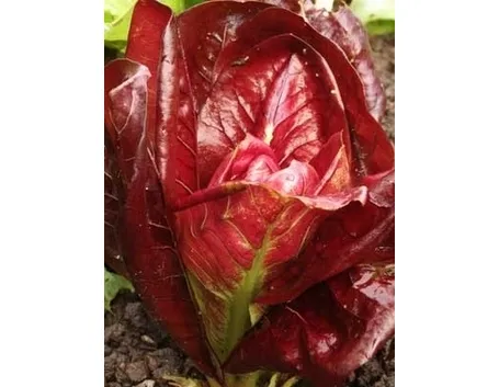 Radicchio-13