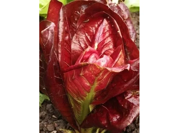 Radicchio-13