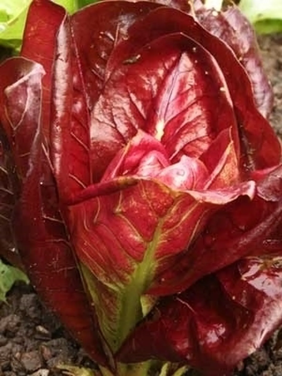 Radicchio-13