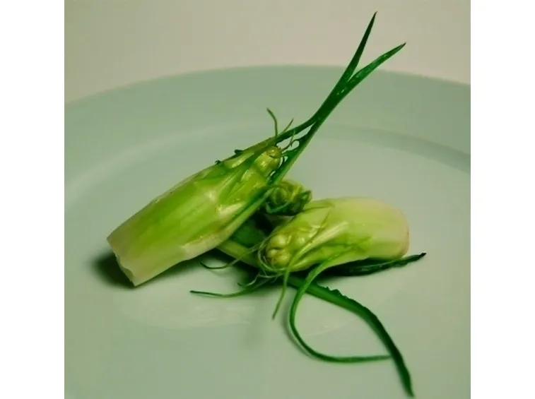 Radicchio-15