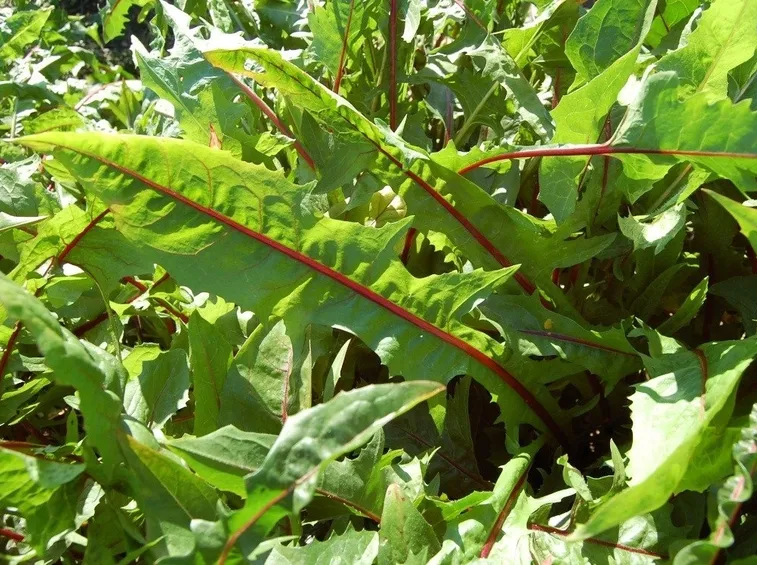 Radicchio-19