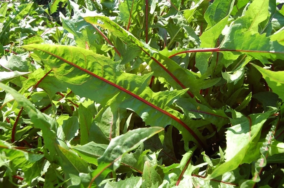 Radicchio-19