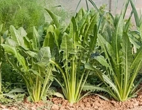 Radicchio-21