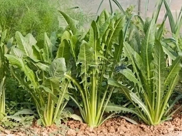 Radicchio-21