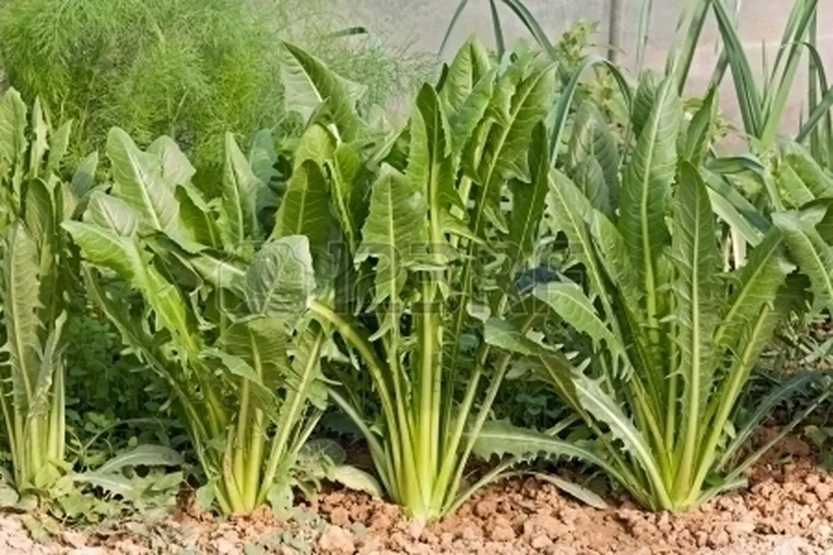 Radicchio-21